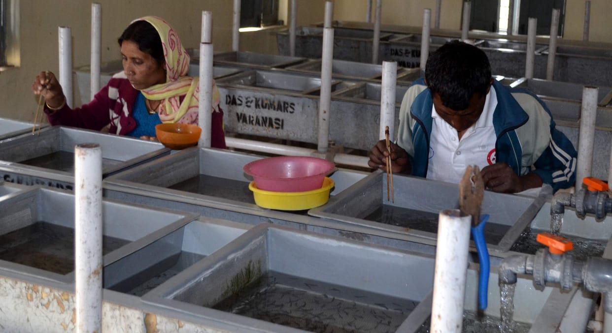 Hatchery fish department back on track