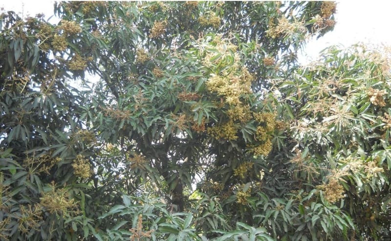 The increased difficulty of growers insect Gujia