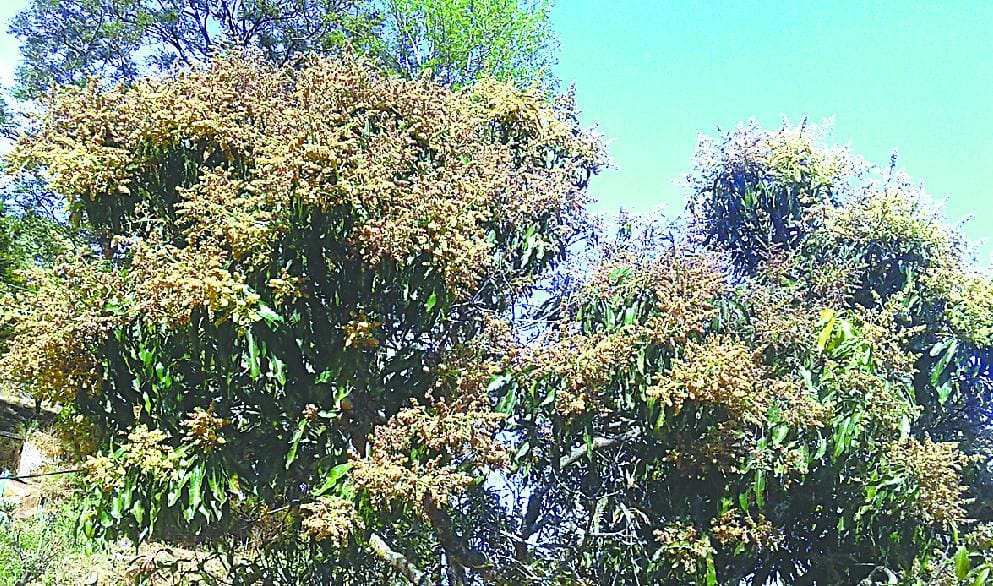 mango of amroha