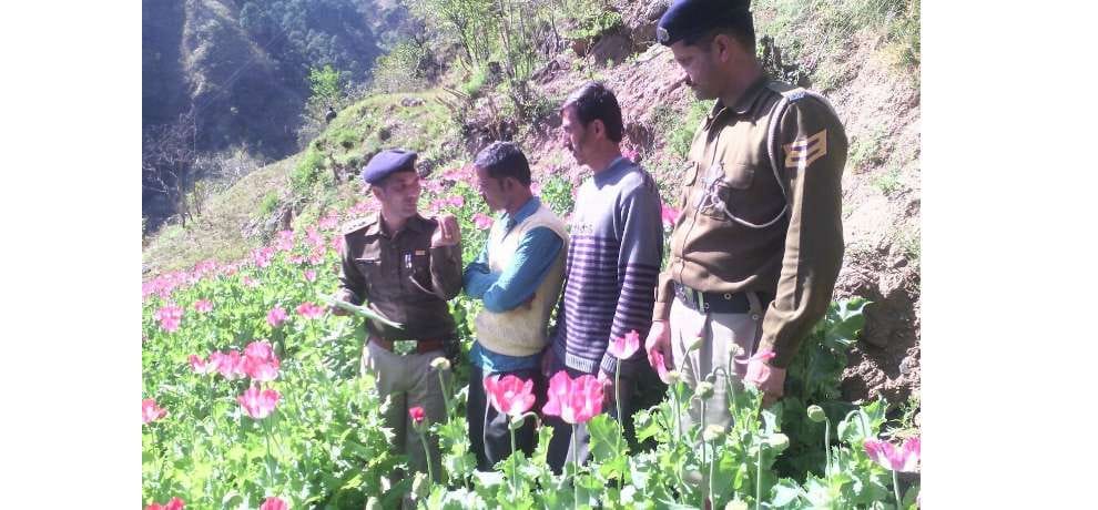 illegal opium cultivation in karsog mandi himachal pradesh