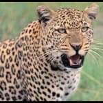 Rajasthan: leopard drag off sleeping girl from terrace