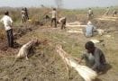 In the guise of running the business of illegal felling permit