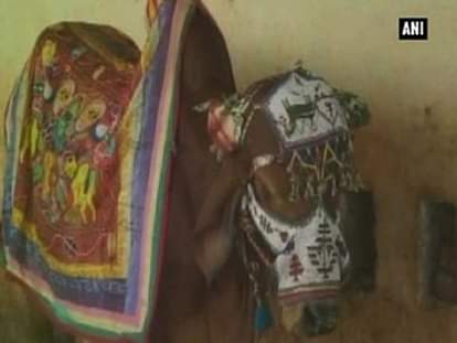 Gujarat: 'Bride' cow wears gold jewellery, red saree in lavish bovine wedding