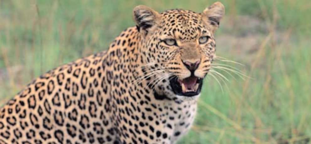man defeated leopard in jammu and kashmir