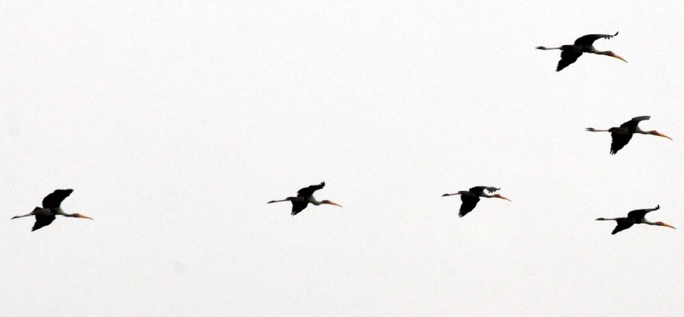 migratory birds went back to their countries as season overs