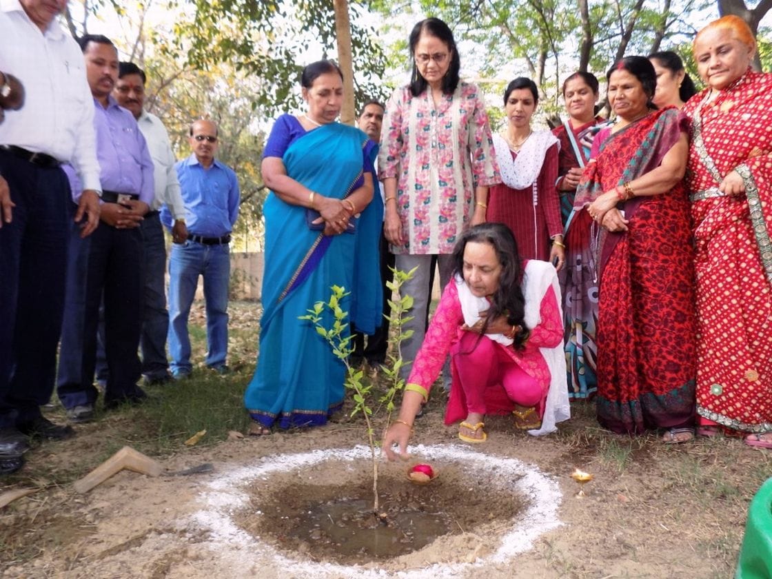 Bahera-vine planted saplings