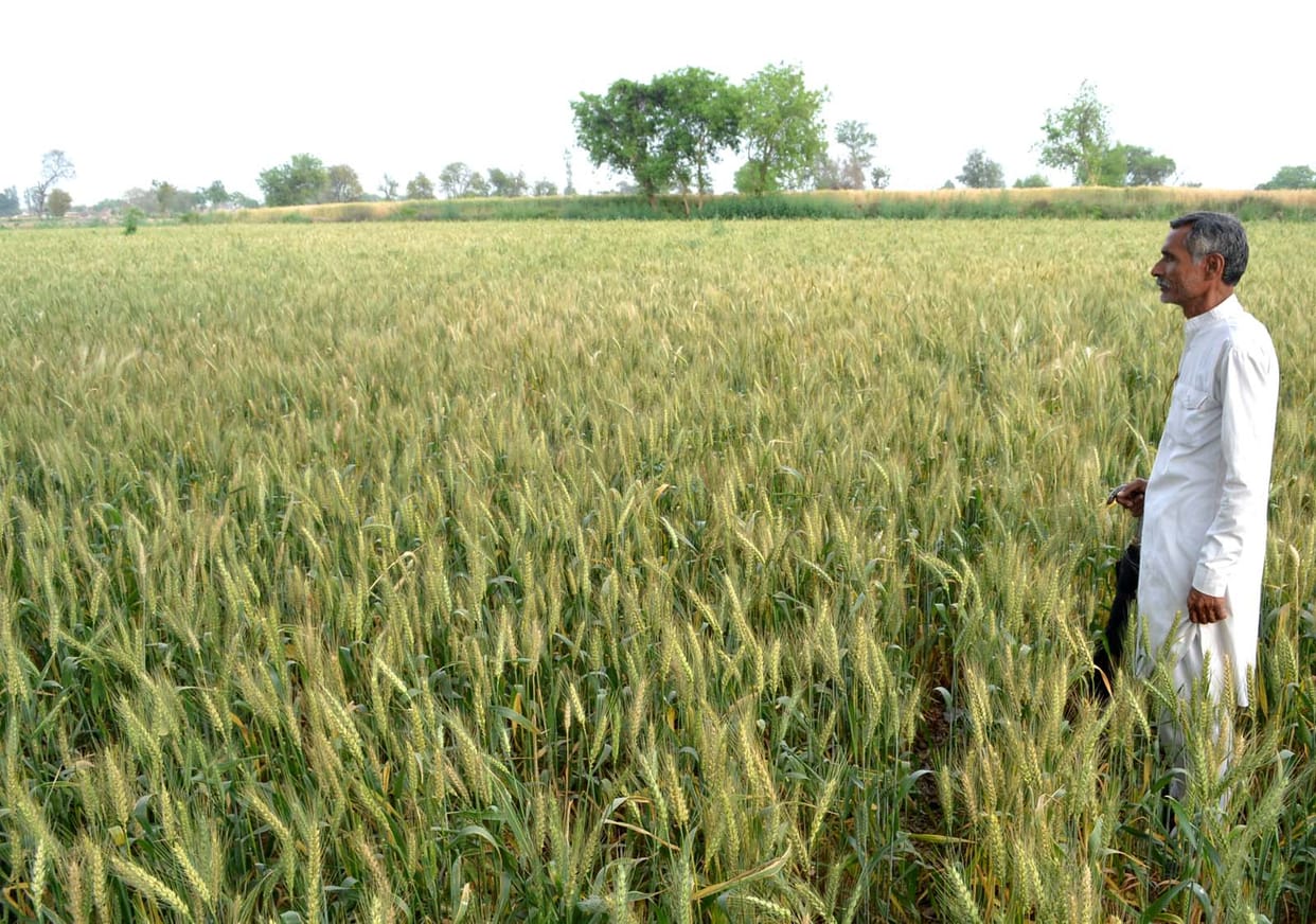 On the brink of extinction "Ktia 'wheat
