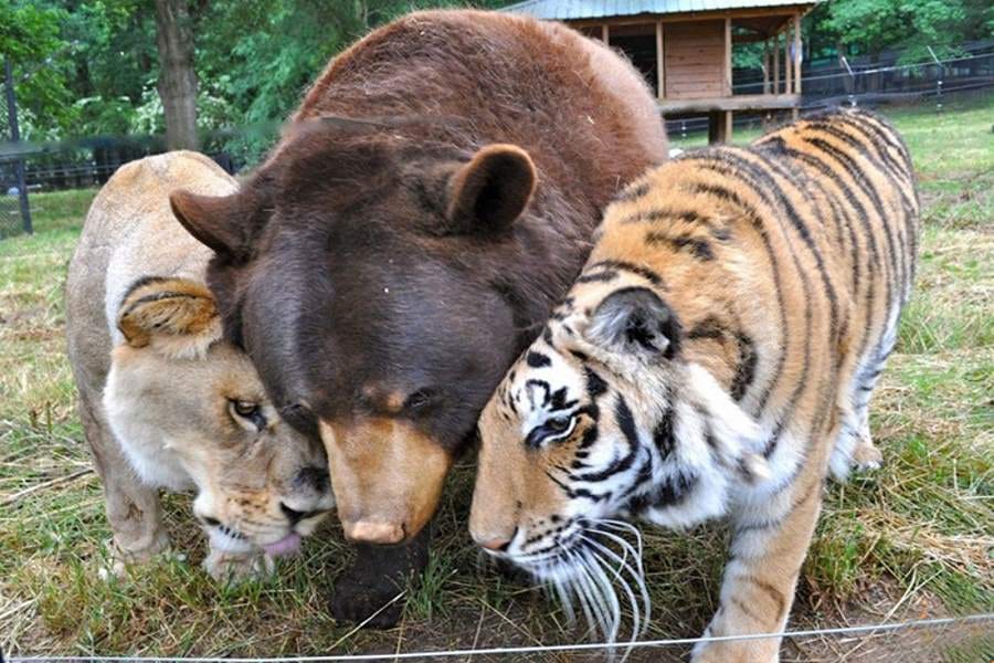 inseparable friendship of bear lion and tiger