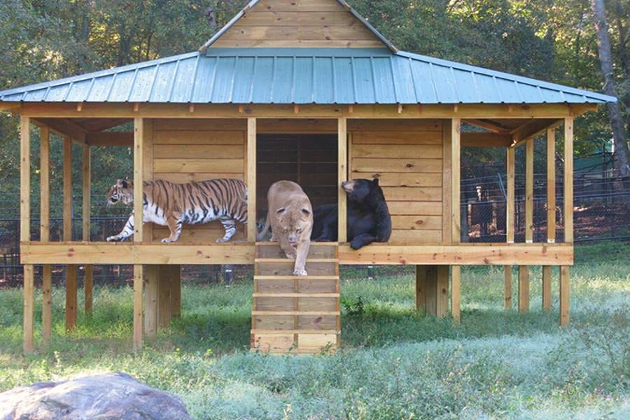 inseparable friendship of bear lion and tiger