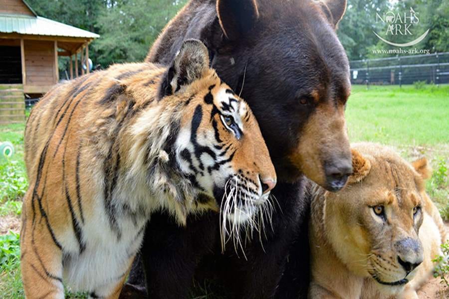 inseparable friendship of bear lion and tiger