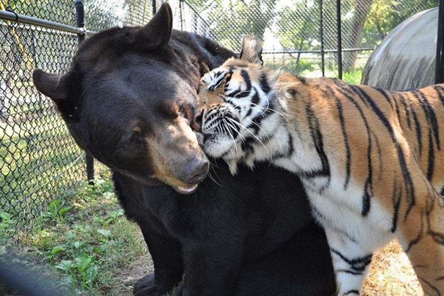inseparable friendship of bear lion and tiger