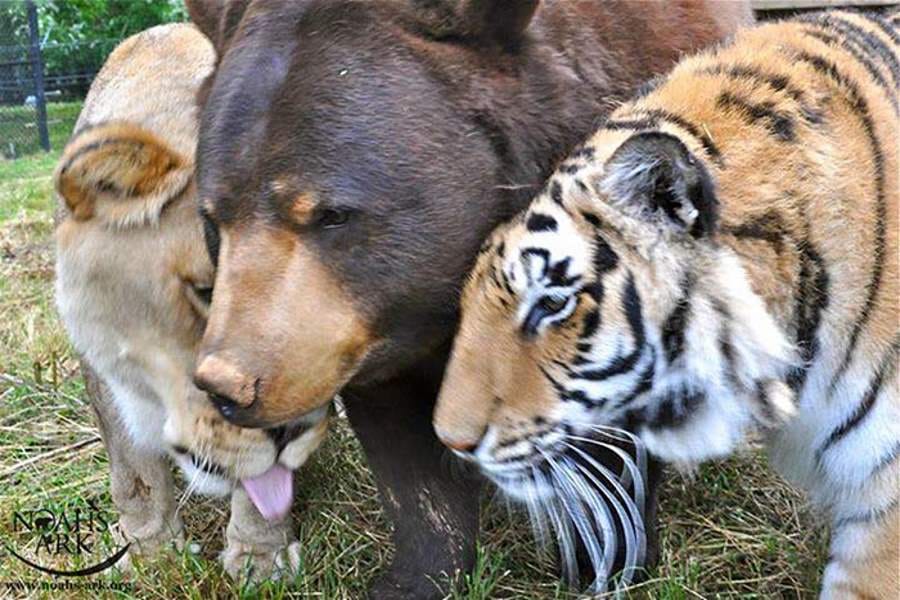 inseparable friendship of bear lion and tiger