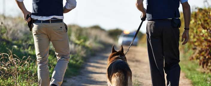 dog killing, dog murder, rewari dog murder, haryana dog murder, rewari, haryana, crime