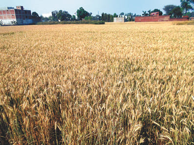 Farmers worried with drizzle
