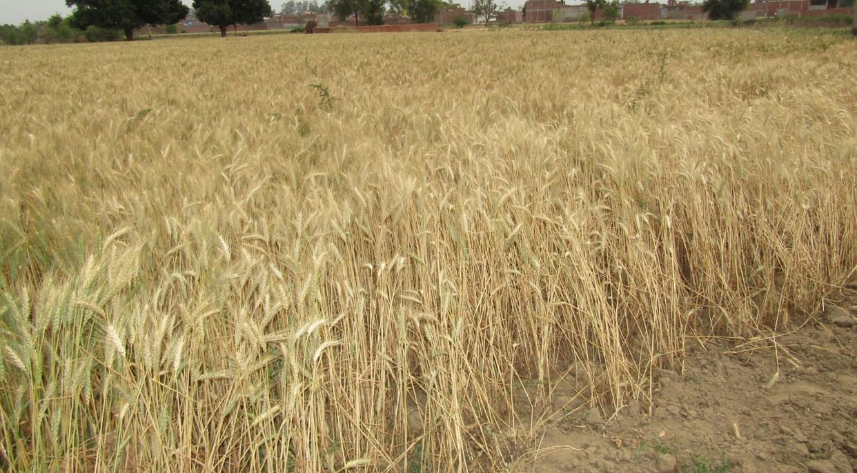 Late Monsoon effecting crops