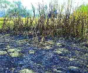 Farmer died in Fire.