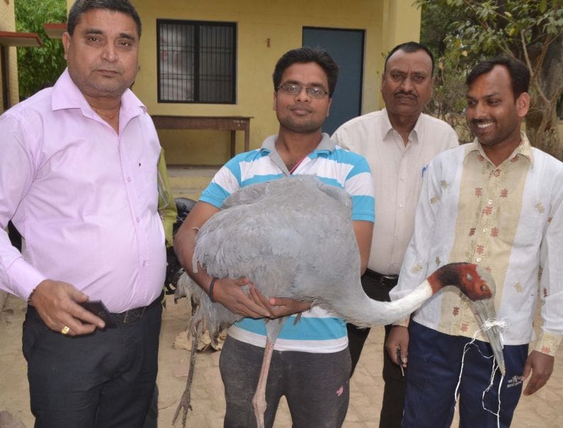 Injured state bird stork Referee IVRI