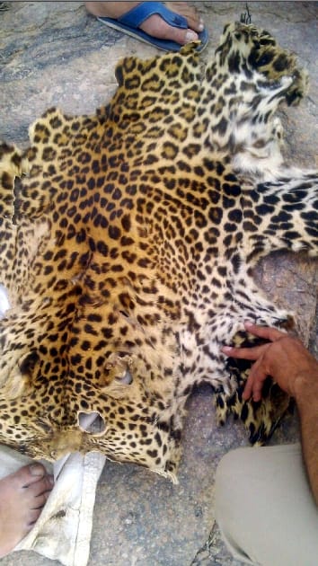 leopard skin, animal skin smuggling, crime, bhiwani, haryana