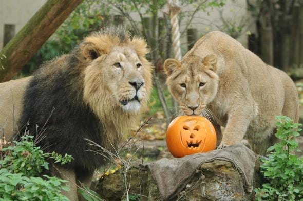 chhatbir zoo, lion died, asian lion died, animal life, wild life, mohali