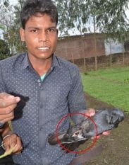 Mounted high trees Saved the life of crows