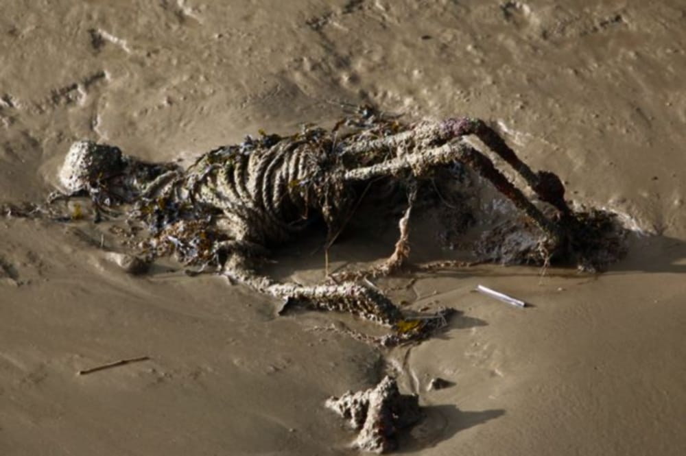 Skeleton found in trijuginarayan