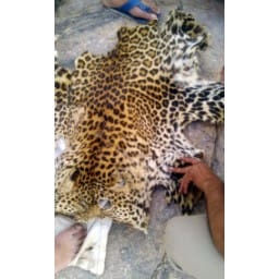 bhiwani news, panther, skin, crime