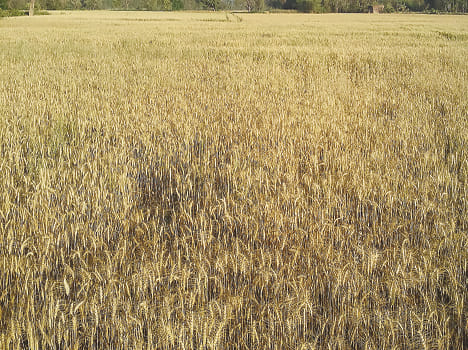 change in weather, wheat crop will be affected