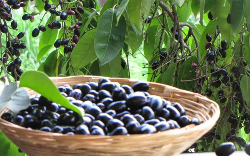 way to cure your disease by fruits