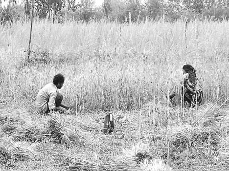 The farmer rushed to the farm to see the black cloud