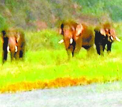 elephant and rhino are living in Katarniya