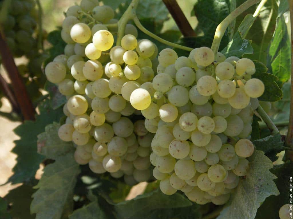 eating this fruits can increase your weight in hindi