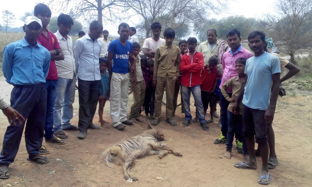 Hyenas, beaten and killed