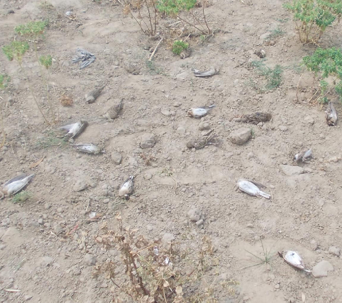 Sparrow killed in ballia