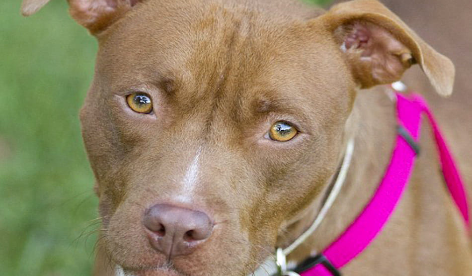 Washington: Dog found raped, murdered and left hanging from tree 