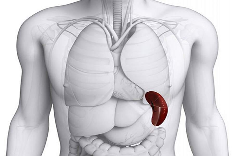 facts regarding body