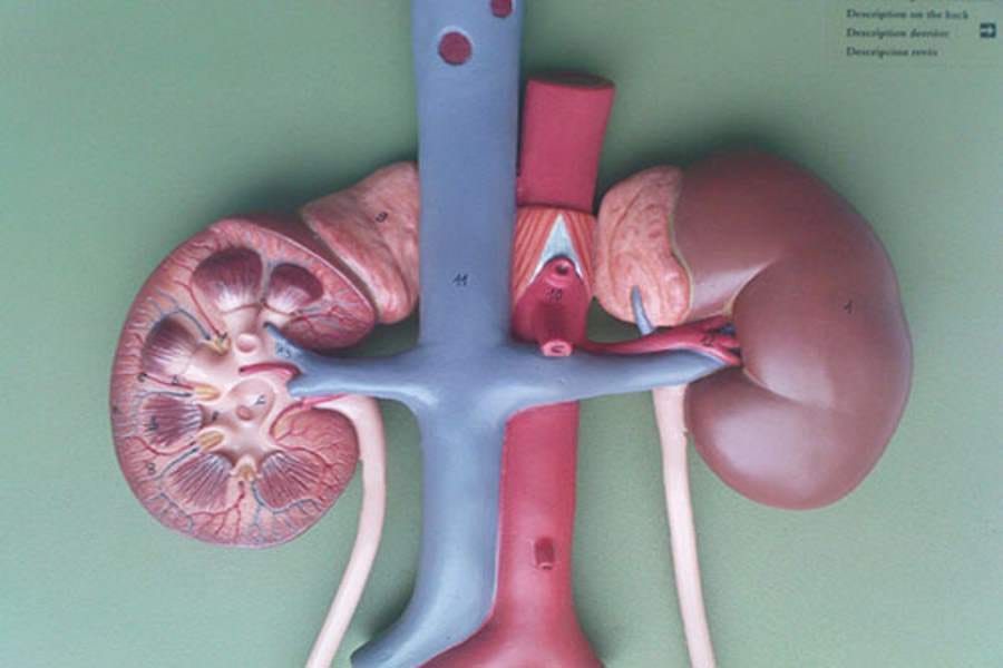 facts regarding body