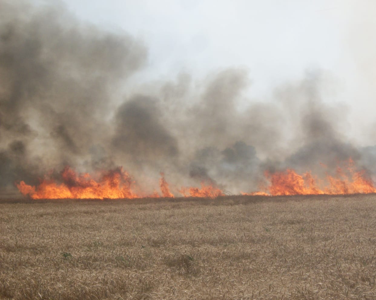 Two thousand bigha crops were burned in Sehpat and Dundukhera