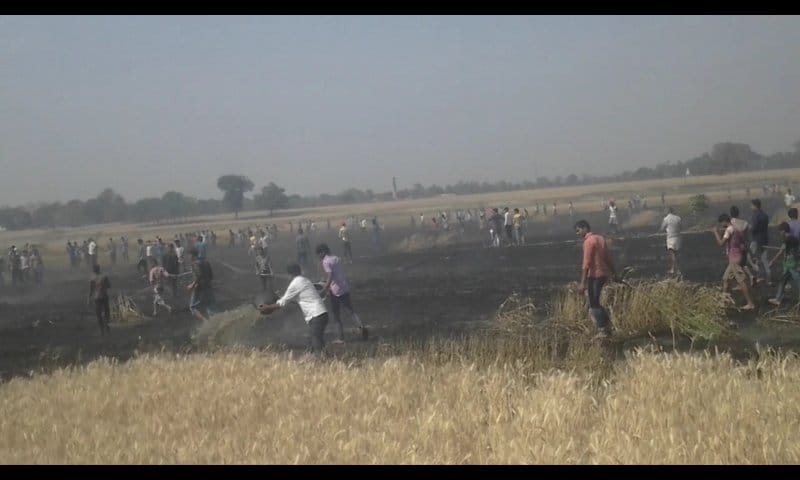  15 bigha burnt wheat crop