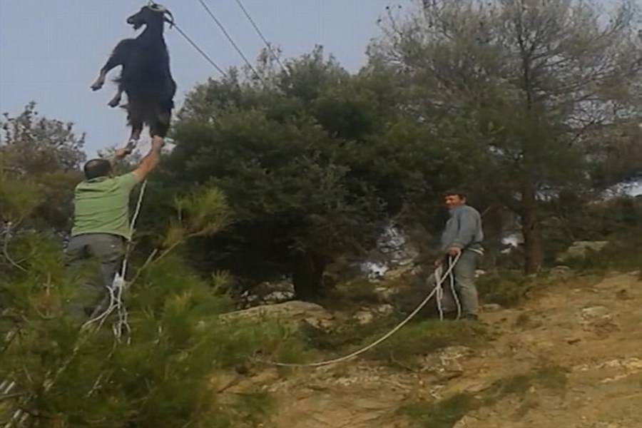 goat found hanging from a telephone line 20 feet above road