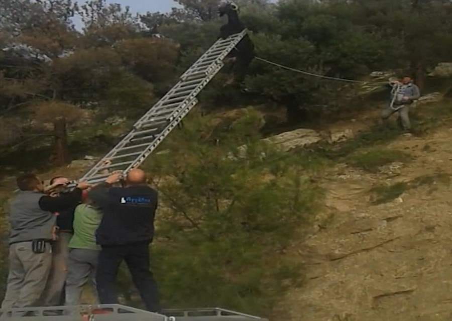 goat found hanging from a telephone line 20 feet above road