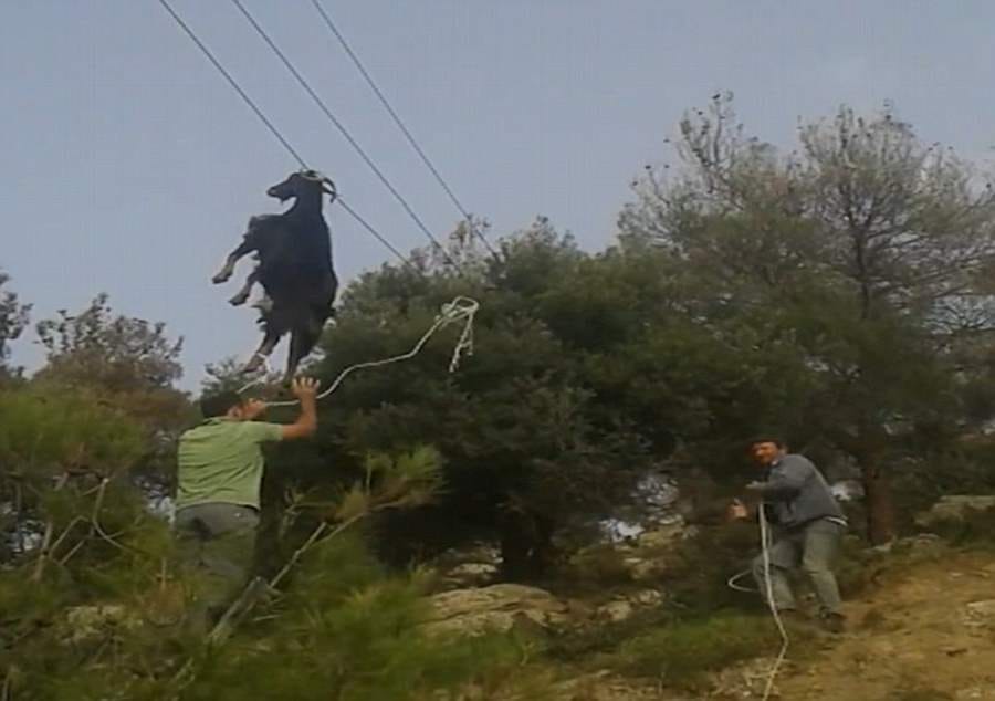 goat found hanging from a telephone line 20 feet above road