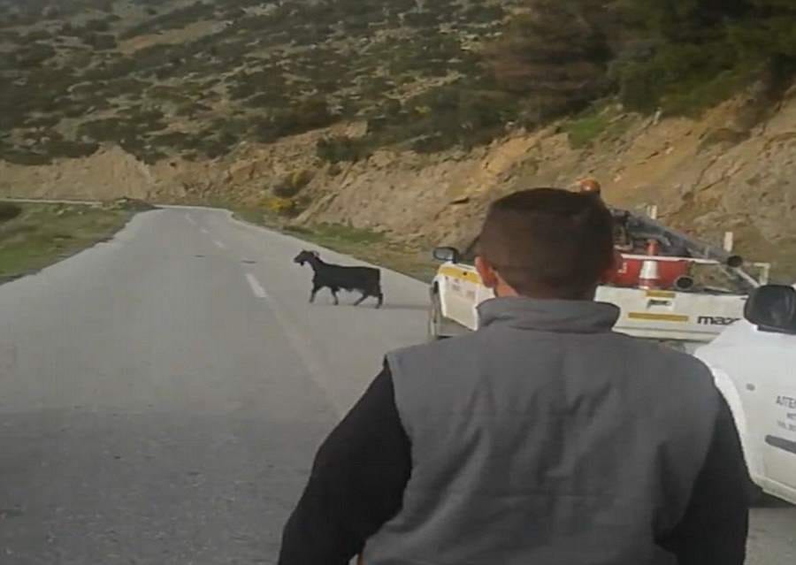 goat found hanging from a telephone line 20 feet above road