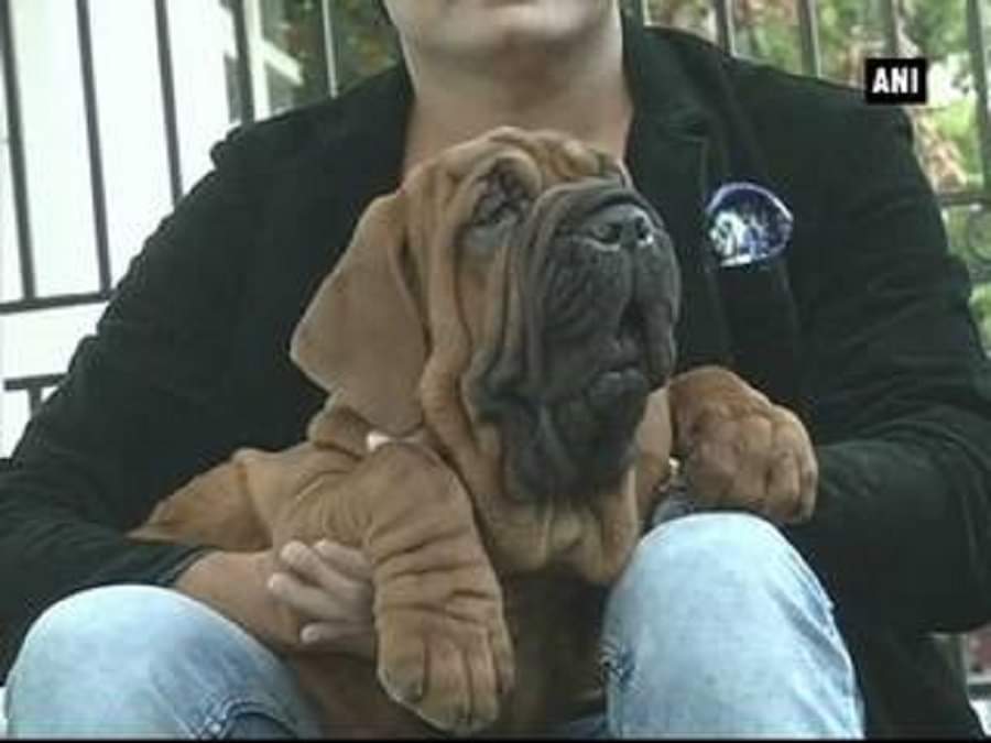 दुर्लभ प्रजाति का कुत्ता