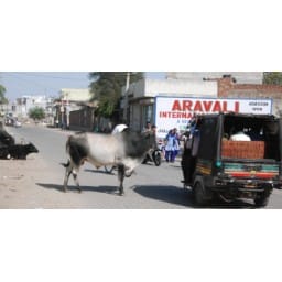 rewari news, animals, court, decision, road