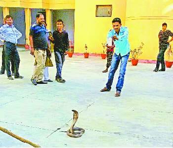 The snake out at the premises of Tehsil Officer struck 