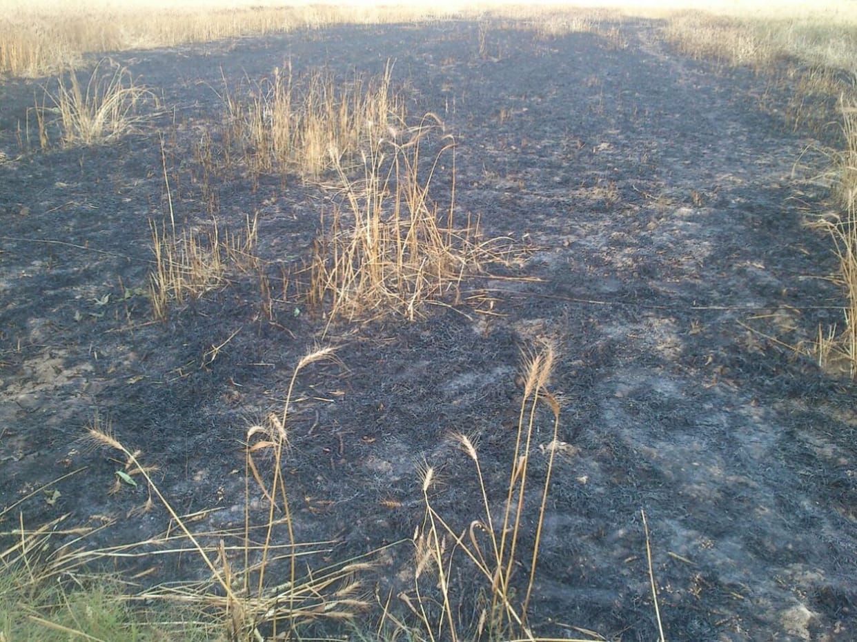 crop Ash from the fire