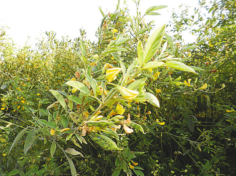 arahar pules crop weak