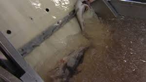 death in factory
