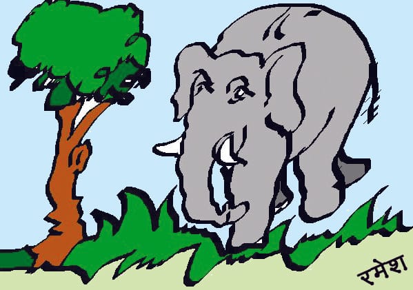 Old man killed after being crushed by elephant 