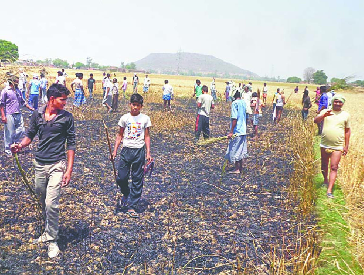 wheat crop burned by fire in the field of rajnath singh